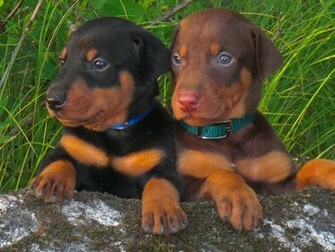 Net Doberman Wallpaper Un Nuevo Fondo De Pantalla