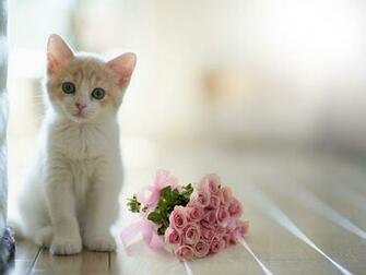 White Cat Wallpaper For Desktop