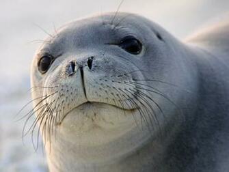 Seal Wallpaper