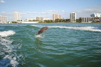Toot Is A Small Dolphin Sightseeing Boat Tour In Clearwater Florida