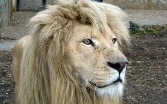 White Lion Wallpaper Animal