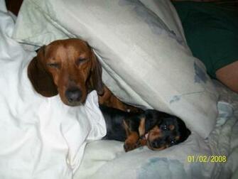 Dachshund Mini