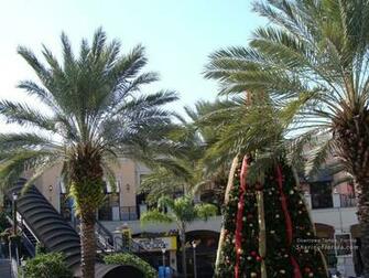 Christmas Wallpaper Florida And Background