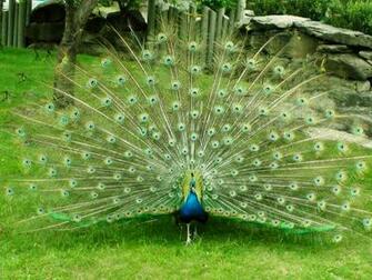 Beautiful Wallpaper For Desktop Peacock HD