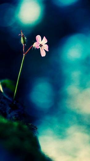 HD Wallpaper For Android Mobile Full Screen