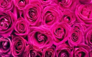 Cutest Pink HD Wallpaper 4k Background Themes Lovelytab