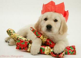 Golden Retriever Christmas Lights Dec Cute Sleepy