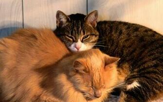 Cats Home Pets Wallpaper