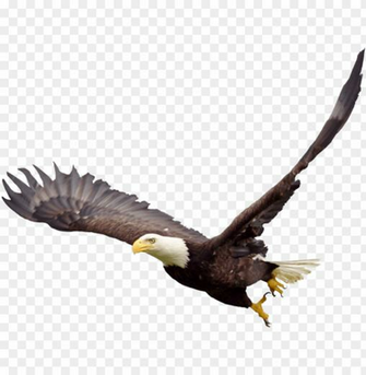 Soaring Eagle Png File Bald Transparent Background