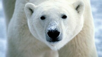 Polar Bear Close Up X HD Bears Family 1080p