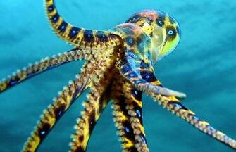 Go Back Gallery For Blue Ring Octopus Wallpaper