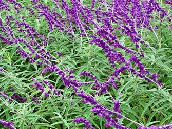 Furry Purple Patch Vibrant Flowers