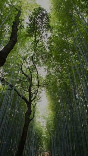 Nature Wallpaper For iPhone And iPad