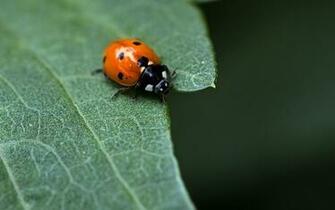 Ladybug Computer Wallpaper