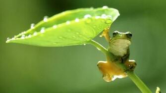 Cartoon Frog Wallpaper