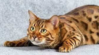 Orange Marble Bengal Cat HD Wallpaper Background Image