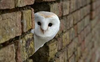 Birds Owls Wallpaper Inci