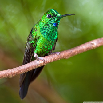 Green Crowned Brilliant Hummingbird Macro Ultra HD Desktop