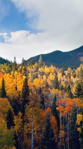 Fall Nature Mountain Wood Forest Tree Sky Summer iPhone