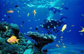 Scuba Diving Diver Ocean Sea Underwater Fish Wallpaper Background