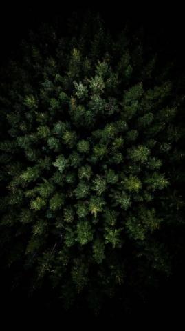 Dark Forest Aerial iPhone Wallpaper