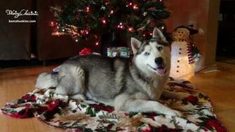 Christmas Siberian Husky Pictures Puppies