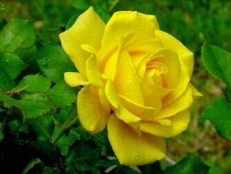 Very Nice Yellow Rose Flowers Wallpaper