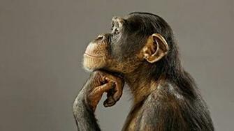 Chimpanzee HD Wallpaper 7wallpaper Net