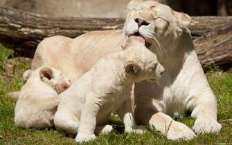 Lion Full Screen Awesome HD Wallpaper High