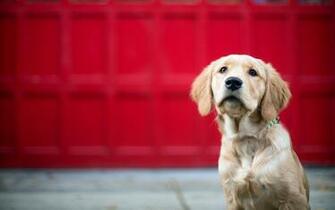 Dog Desktop Wallpaper High Definition Quality