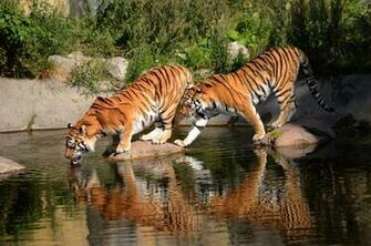 Tigers Siberian Tiger Wallpaper