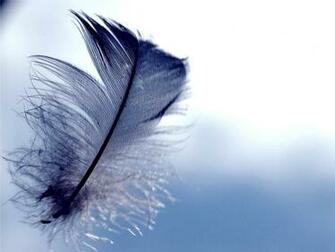 Feather Wallpaper HD