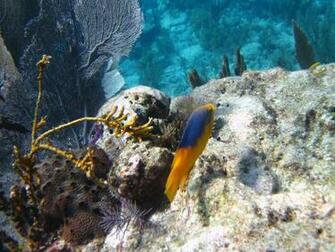 Spanish Hogfish Islamorada Florida By Lauren Lee