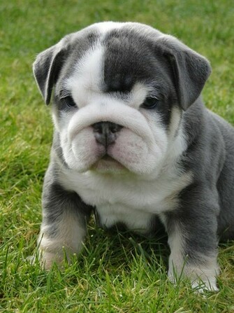 English Bulldog Cell Phone Wallpaper