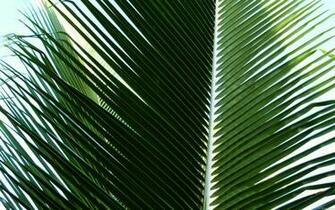 Mlewallpaper Overlapping Palm Fronds