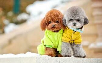 Poodle Wallpaper Top Background