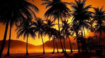 HD Wallpaper Palm Trees Nature X