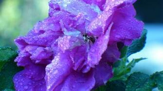 Purple Flowers Wallpaper