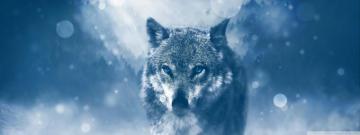 Wolf Winter Ultra HD Desktop Background Wallpaper For 4k UHD Tv