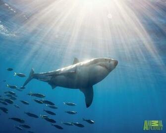 Shark And School Wallpaper HD