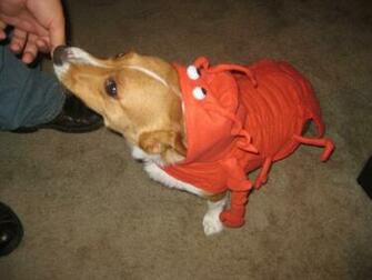 Corgis In Costumes Wallpaper Lobster
