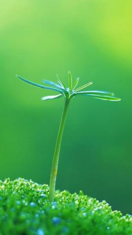 Green iPhone Plus Wallpaper On