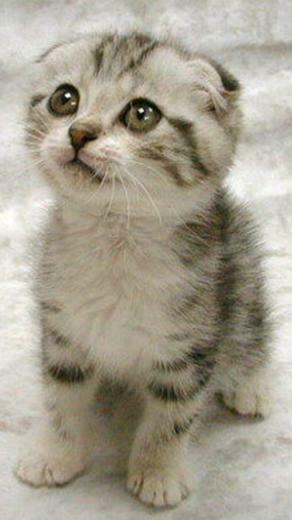 Scottish Fold Cat Wallpaper iPhone