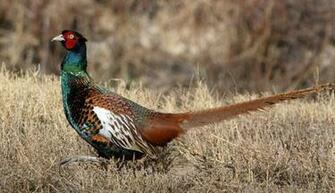Pheasants Wallpaper Bosque Bianchi Pheasant
