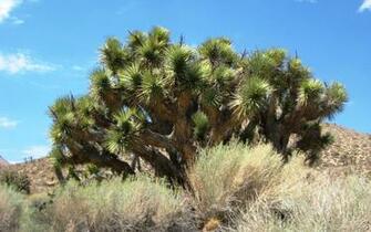 Earth Joshua Tree National Park Wallpaper