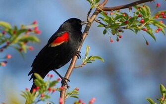 Black Bird