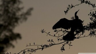 Bird On Branch Silhouette Wallpaper