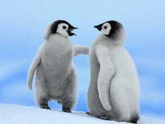 Lovely Wallpaper Penguin Birds Cute