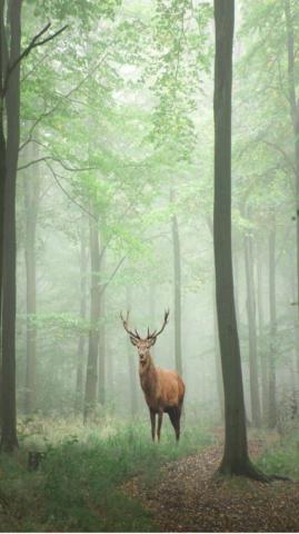 Lose Yourself To Nature In These Wonderful Forests Times Of India