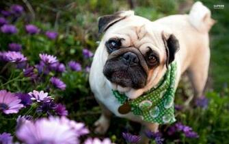 Pics Photos Pug Background